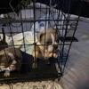 American bully