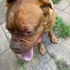 Rehome a French Mastiff