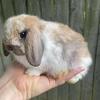 Holland lop buck
