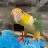 Young White Bellied Caique