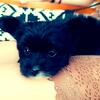 Tiny Morkie puppy ready now