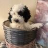 Beautiful female miniature poodle