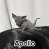 Sphynx kittens available