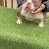 Adult Female micro exotic bully