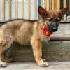 German Shepherd Puppy Female Sable