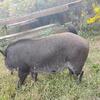 Kune kune cross boar