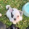 *LAST girl Shih Tzu/French Bulldog 