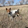 Hunting rat terrier/hound mix