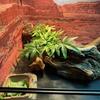 Sand fire gold bearded dragon/40 gallon reptile tank with complete setup