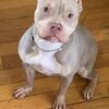 American Bully male and female adults for sale