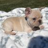 Rhys- Cream Male KY Kentucky French Bulldog for sale