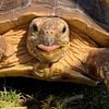 In Search of Female Sulcata, to mate with my Male.