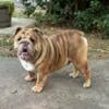 Rehoming 1yr old English Bulldog