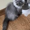 Persian male Kitten Smoke grey.