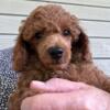 AKC Miniature Poodles