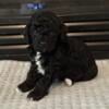 Cavapoo Puppies in Co Spgs