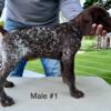 AKC German Shorthair Pointers