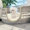 Purebred Teacup Maltese Male- Oliver