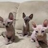 Sphynx Kittens