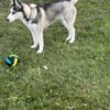 Husky for Free To Loving Home