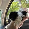 Akc shih tzu 5 weeks old. FEMALE 