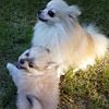 Addylynn Female 3yr old pom