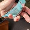 Parrotletts babies hatching soon