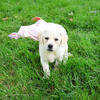 Labrador Puppy - Silvermist
