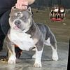 Pocket Blue Tri Bully Stud Service