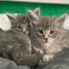 Maine Coon Kitten Litter