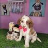 Cavapoo/King Cavalier Spaniel/Mini Poodle Mix Puppy Puppies