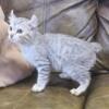 Highlander kittens available