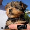 Yorkie Puppies Sorrento Fl