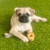 Pug puppy- female, ready to go home!