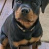 Beautiful AKC Registered Rottweiler  Puppies