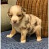 Aussie border collie puppies