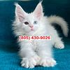 Colored Maine Coon Kittens Seeking Love