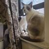Snoeshoe babies need a new home 