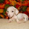 Dachshund Cream Smooth Coat Female 