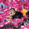 Yorkie  puppies  1  boy   available 