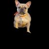 French bulldog AKC