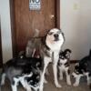 5 beautiful Siberian husky pups for sale March 24