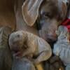 AKC Weimaraner Puppies for sale