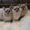 BEAUTIFUL RAGDOLL KITTENS