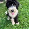 Sheepadoodle puppies