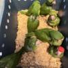 Mitred Conures Cherry Head Conures to handfeed