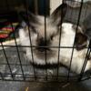 Rabbits for sale - PET ONLY 