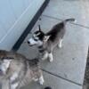 We are looking to rehome our 2 Alaskan huskies unfortunately we cant keep them anymore