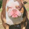 Pocket Bully Pup (Ginger) 