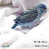 Parrotlets Males and Females